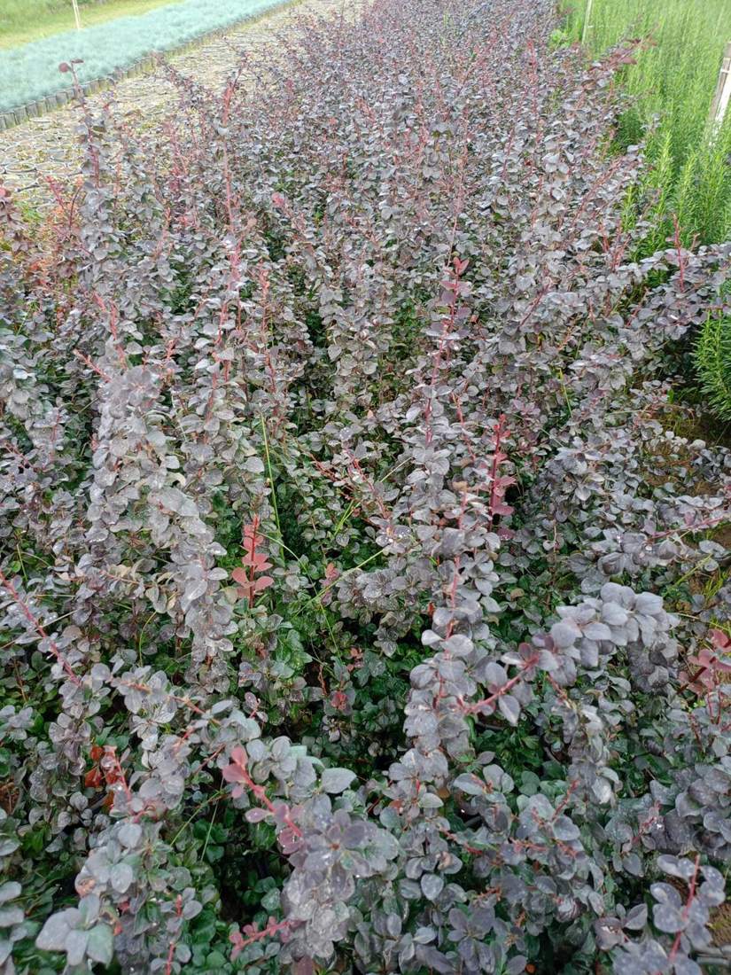 Barberry (Berberis thunbergii)