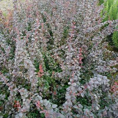 Barberry (Berberis thunbergii)