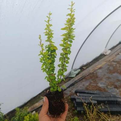 Barberry 3