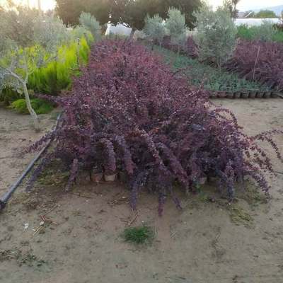Barberry 4