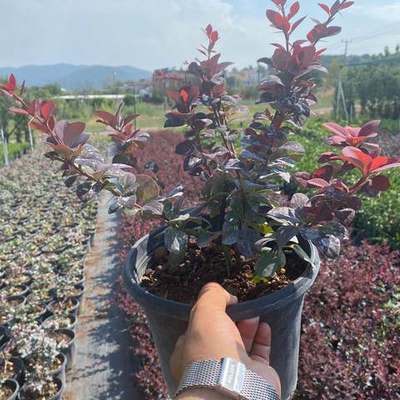 Barberry 6