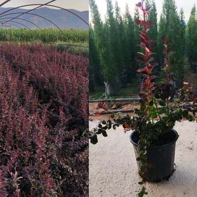 Barberry 7