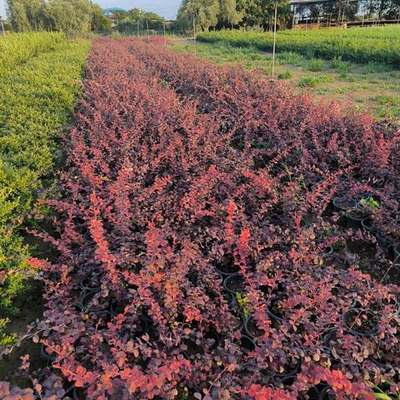 Barberry 8