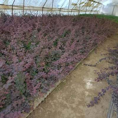 Barberry 9