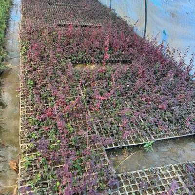 Barberry 10