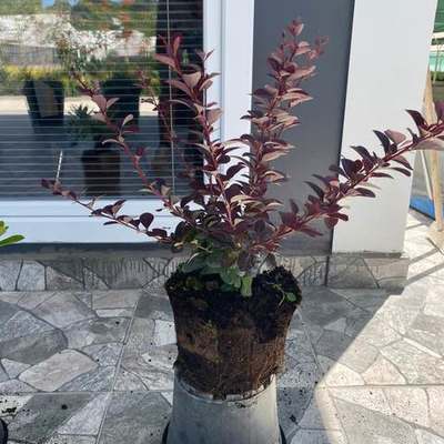 Barberry 16