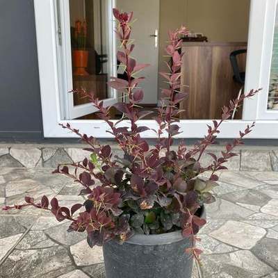 Barberry 17