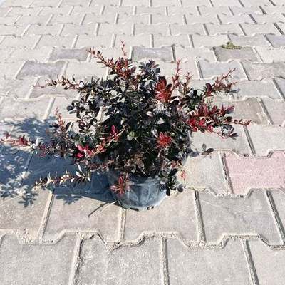 Barberry 19