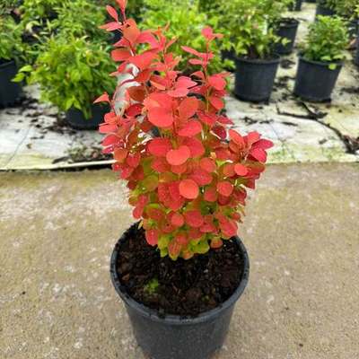 Barberry 21