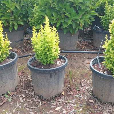 Barberry 23