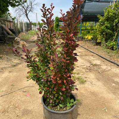 Barberry 24