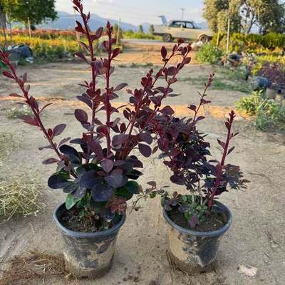 Barberry 25