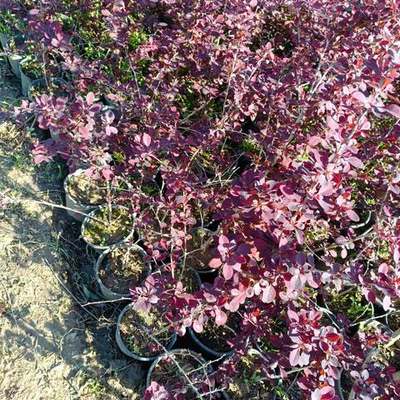 Barberry 26