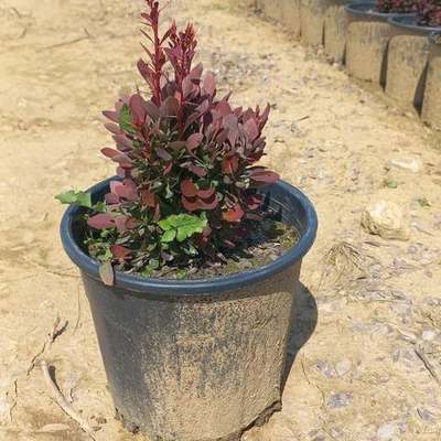 Barberry 27