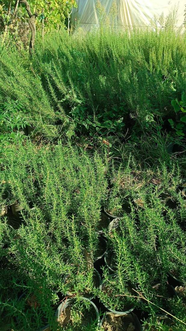 Rosemary (Salvia rosmarinus)