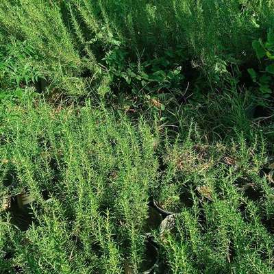 Rosemary (Salvia rosmarinus)