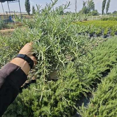 Rosemary 2