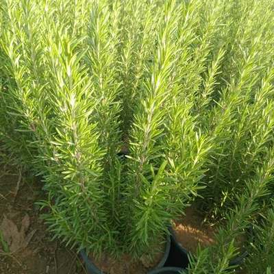 Rosemary 3
