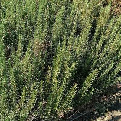 Rosemary 4