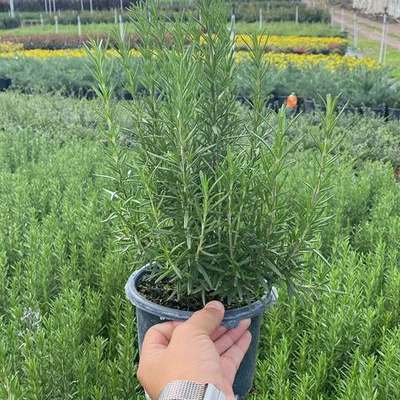 Rosemary 5