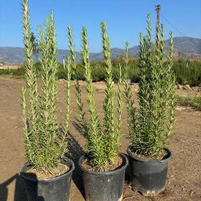 Rosemary 6