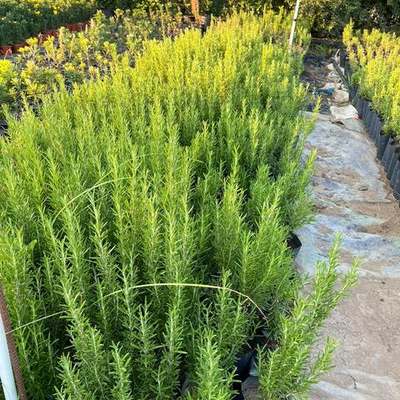 Rosemary 7