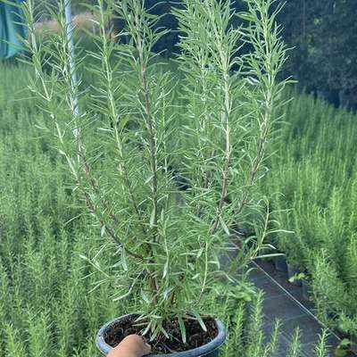 Rosemary 8