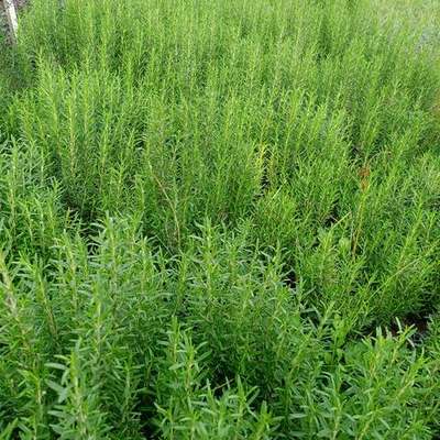 Rosemary 9