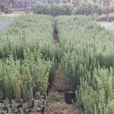 Rosemary 11