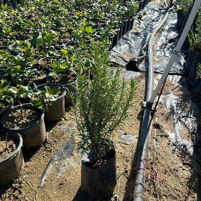 Rosemary 12
