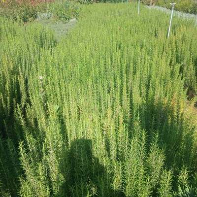 Rosemary 13