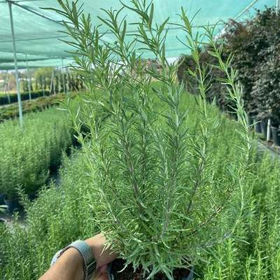 Rosemary 17
