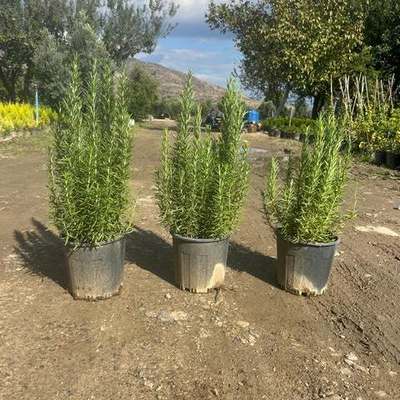 Rosemary 18
