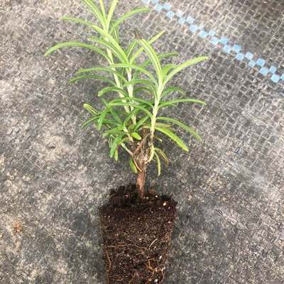 Rosemary 19