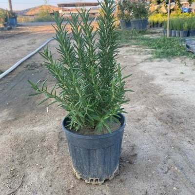 Rosemary 20