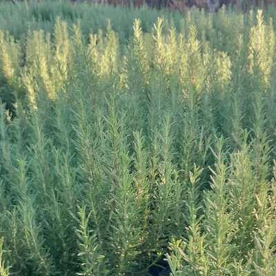Rosemary 21