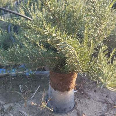 Rosemary 22