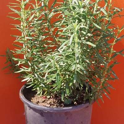 Rosemary 24