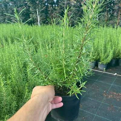 Rosemary 25