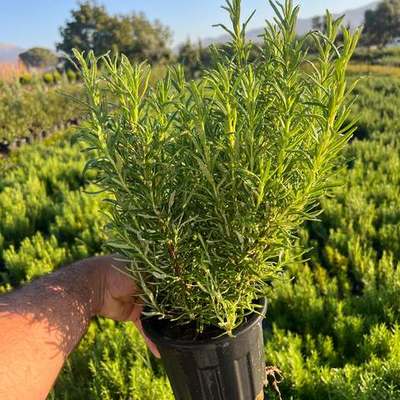 Rosemary 26