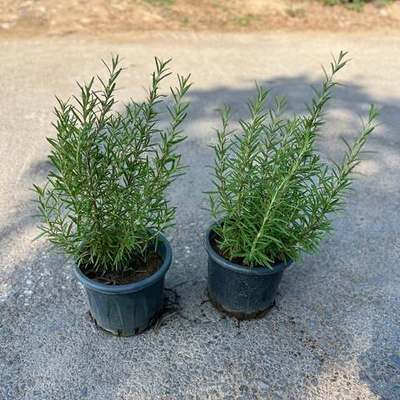 Rosemary 27