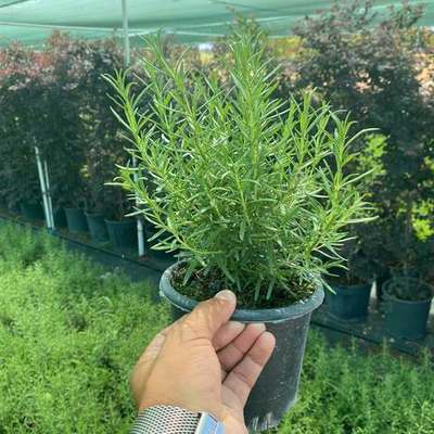 Rosemary 28