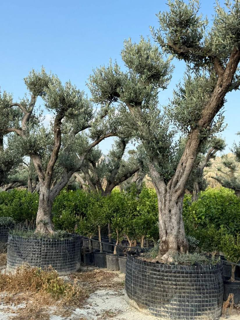 Bonsai (Olea, Ficus, Juniperus)