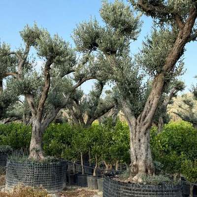 Bonsai (Olea, Ficus, Juniperus)