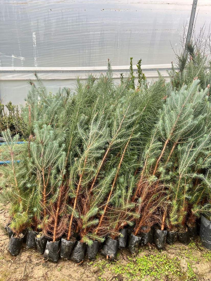 Pine Trees (Pinus pinea, P. nigra, P. brutia)