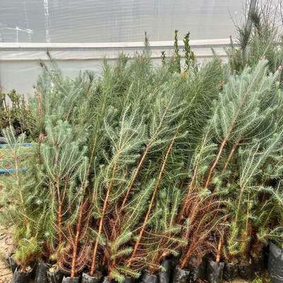 Pine Trees (Pinus pinea, P. nigra, P. brutia)