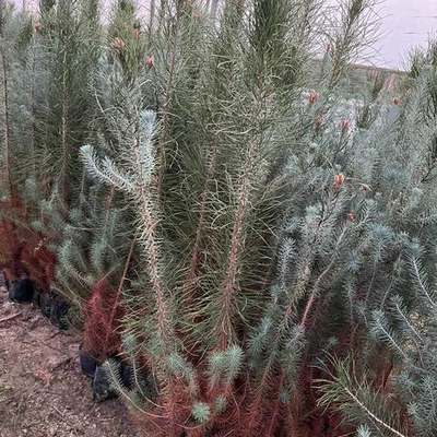Pine Trees 3