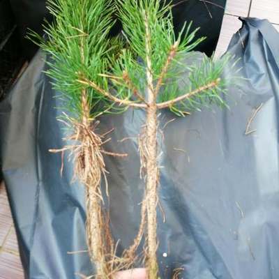 Pine Trees 4
