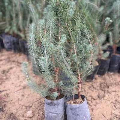 Pine Trees 6