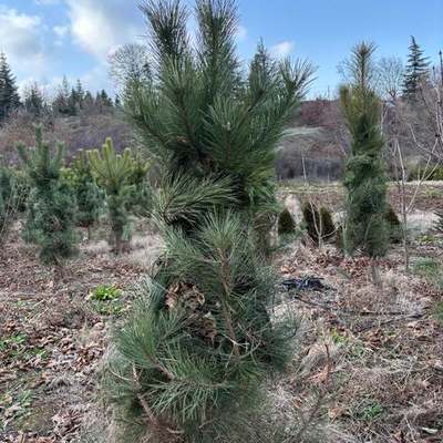 Pine Trees 7